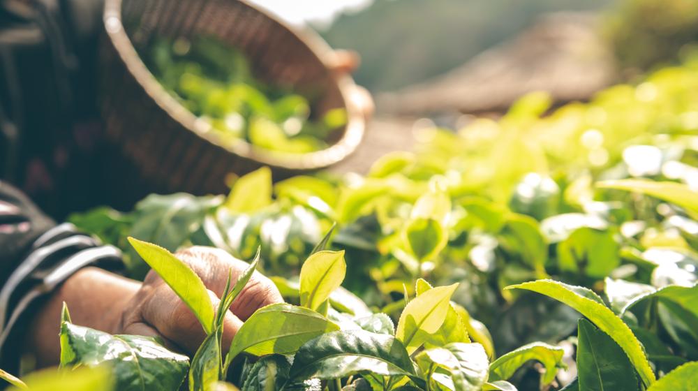 600’den Fazla Olan Tarımsal Örgütün Eğitim Ve Danışmanlık İhtiyaçları Belirlenecek